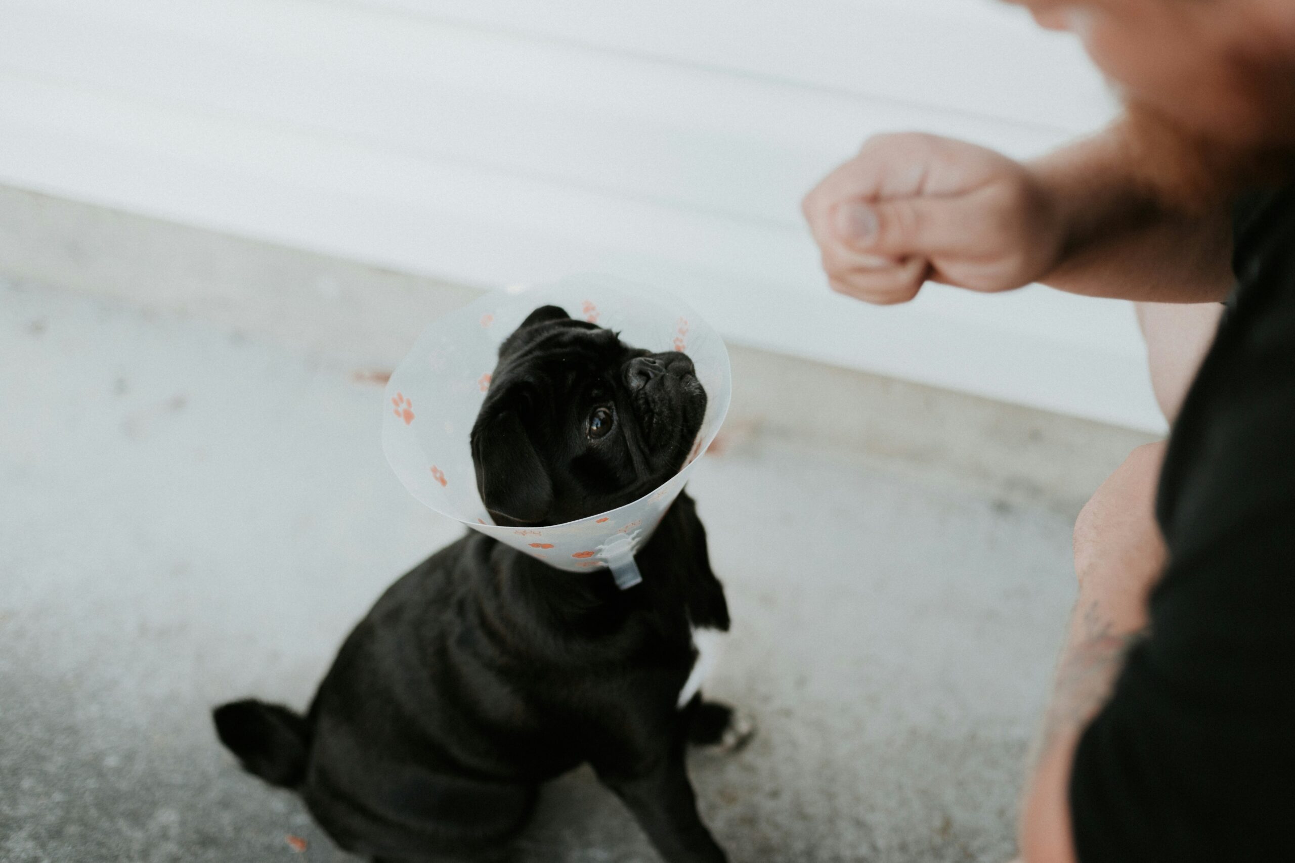 black short coated dog on gray floor